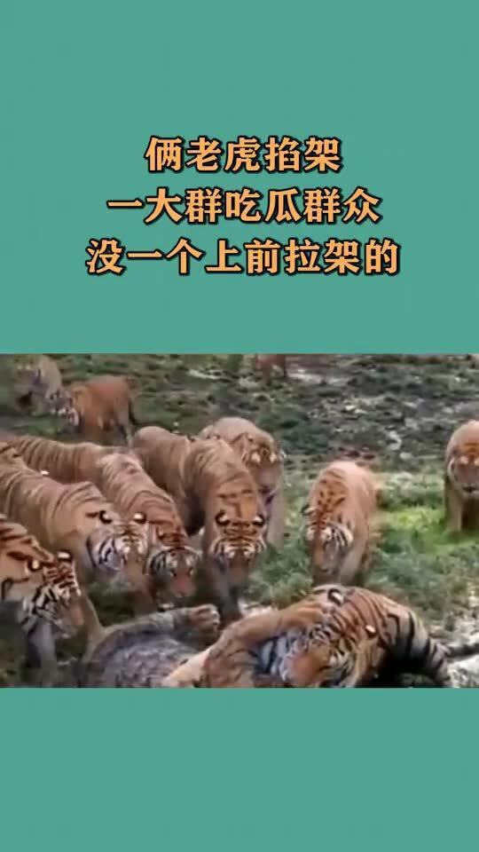 虎吃瓜早教,探索儿童早期教育的趣味与智慧